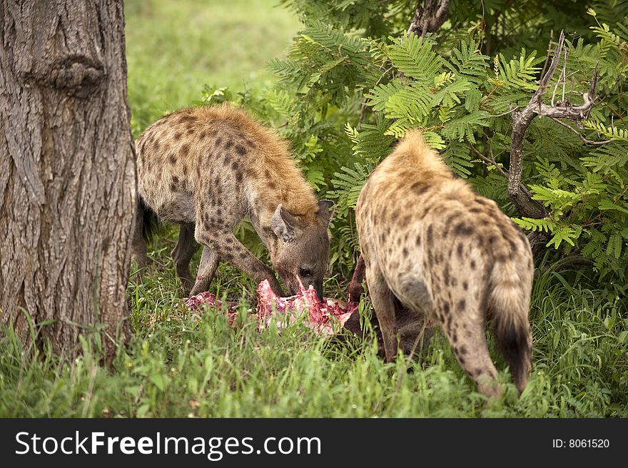 Hungry hyenas are eating dead animal