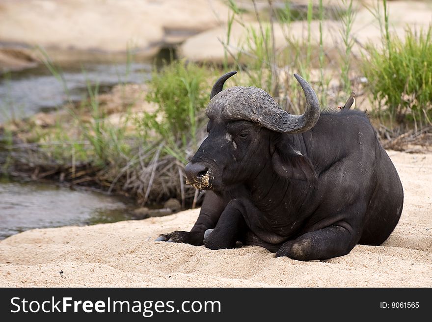 Buffalo bull in Kruger park