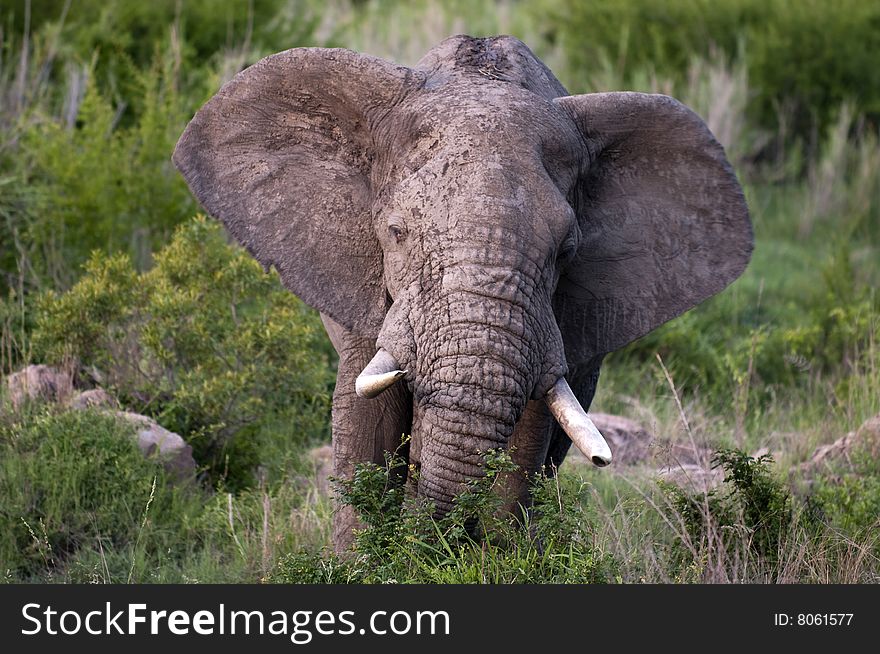 Male elephant in Kruger Park