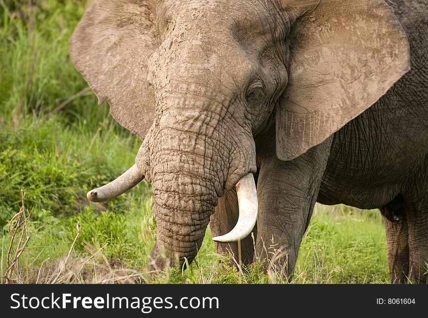 Male elephant in Kruger Park