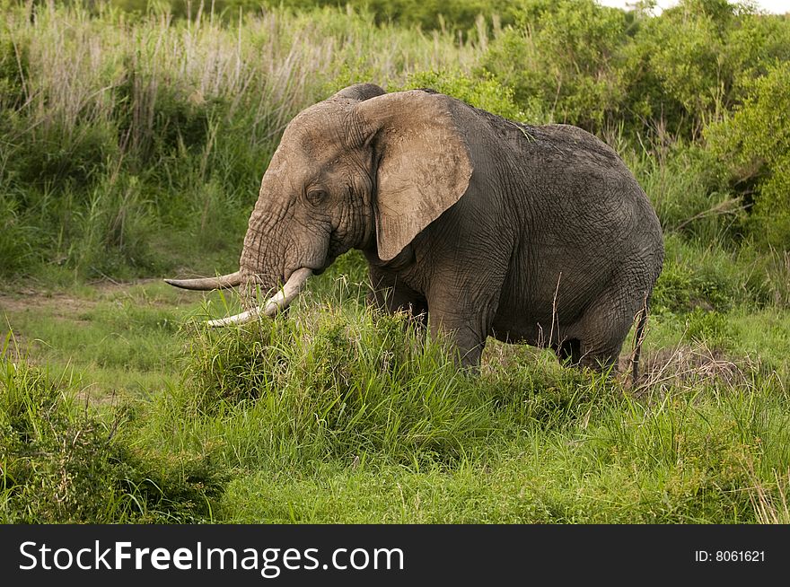 Male elephant in Kruger Park