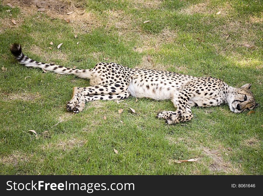 Cheetah resting in Kruger Park