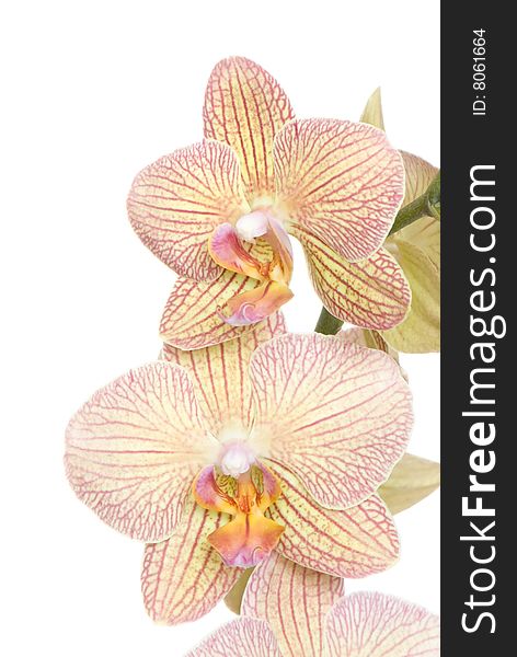 Orchid of falinopsis on a light background