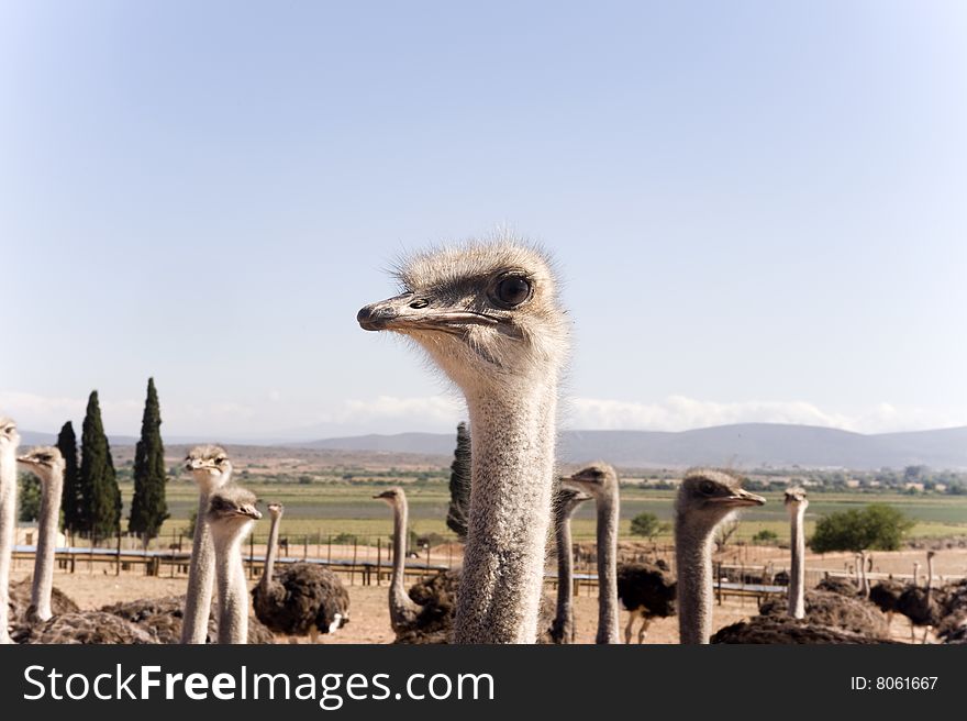 Ostrich farm in South Africa. Ostrich farm in South Africa