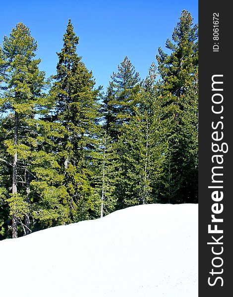 Beautiful winter scenery with conifer pine trees. Beautiful winter scenery with conifer pine trees