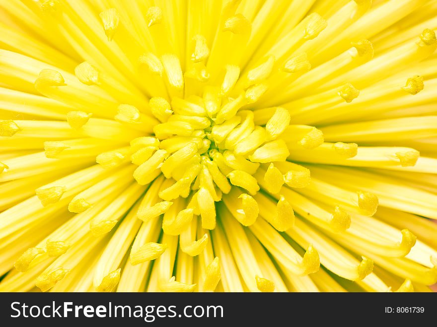 Chrysanthemum flower photographed close up. With colour processing