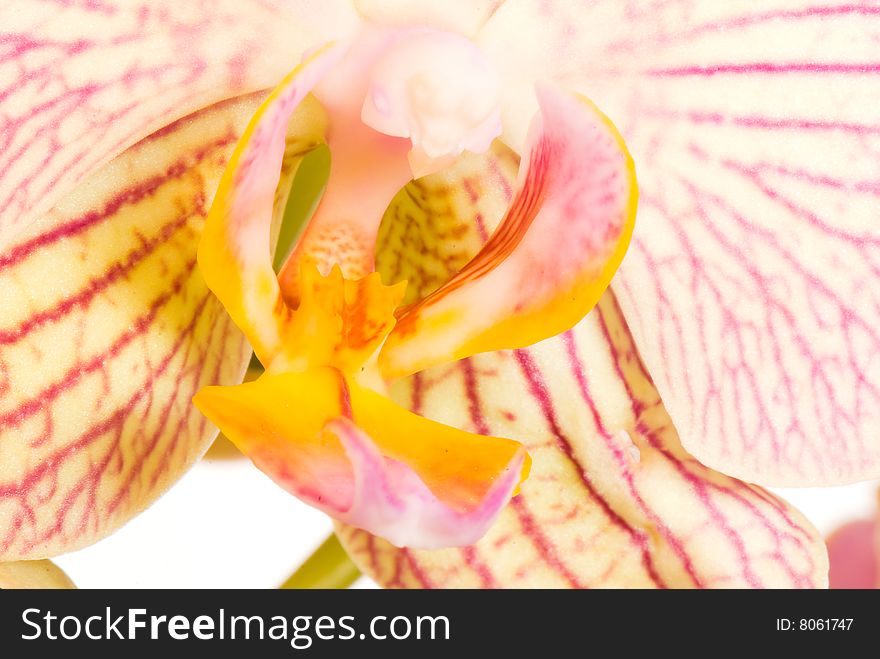 Orchid of Phalaenopsis on a light background