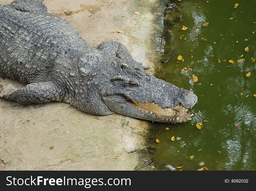 The phyket's largest crocodile farm. The phyket's largest crocodile farm