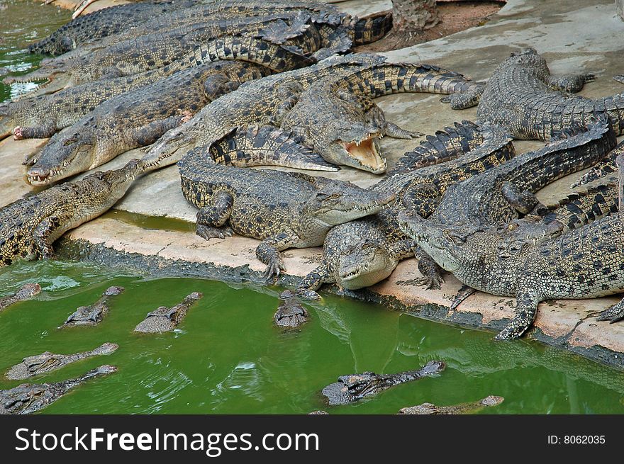 The phyket's largest crocodile farm. The phyket's largest crocodile farm