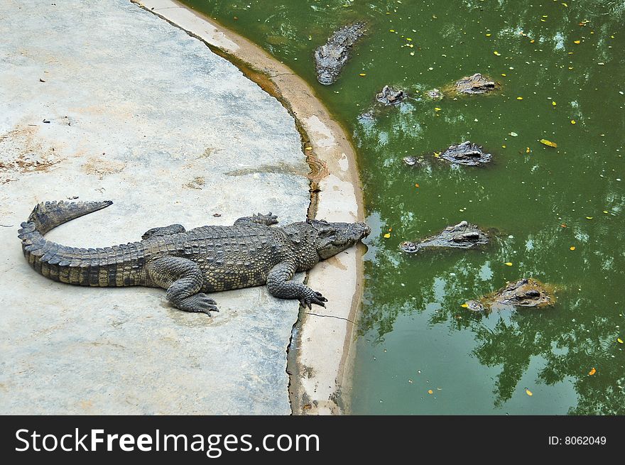 Crocodile farm. Thailand