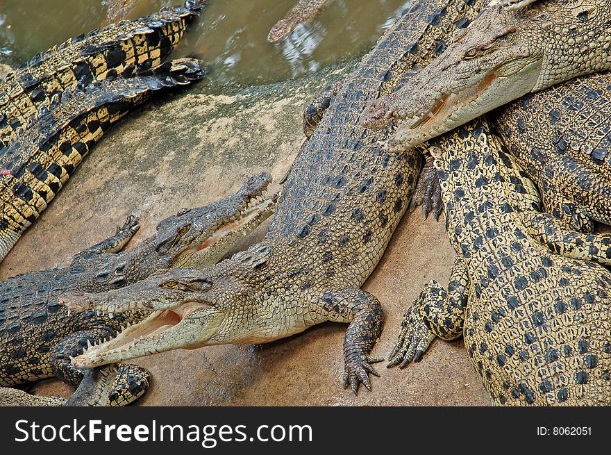 The phyket's largest crocodile farm. The phyket's largest crocodile farm