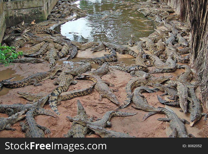 The phyket's largest crocodile farm. The phyket's largest crocodile farm