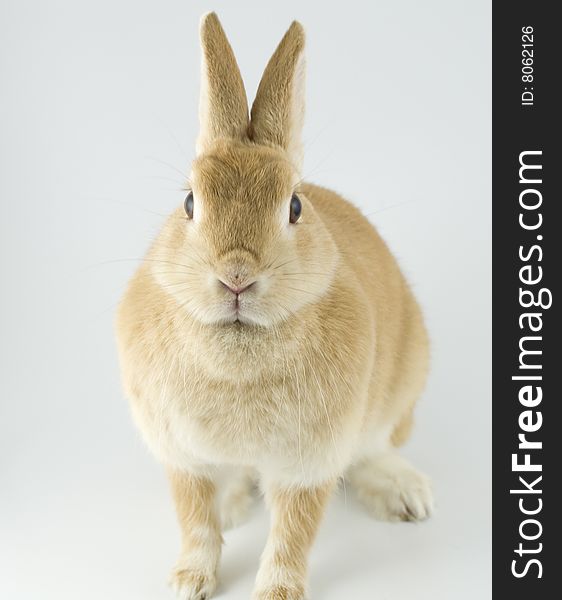 Baby of Netherland dwarf orange color. Baby of Netherland dwarf orange color