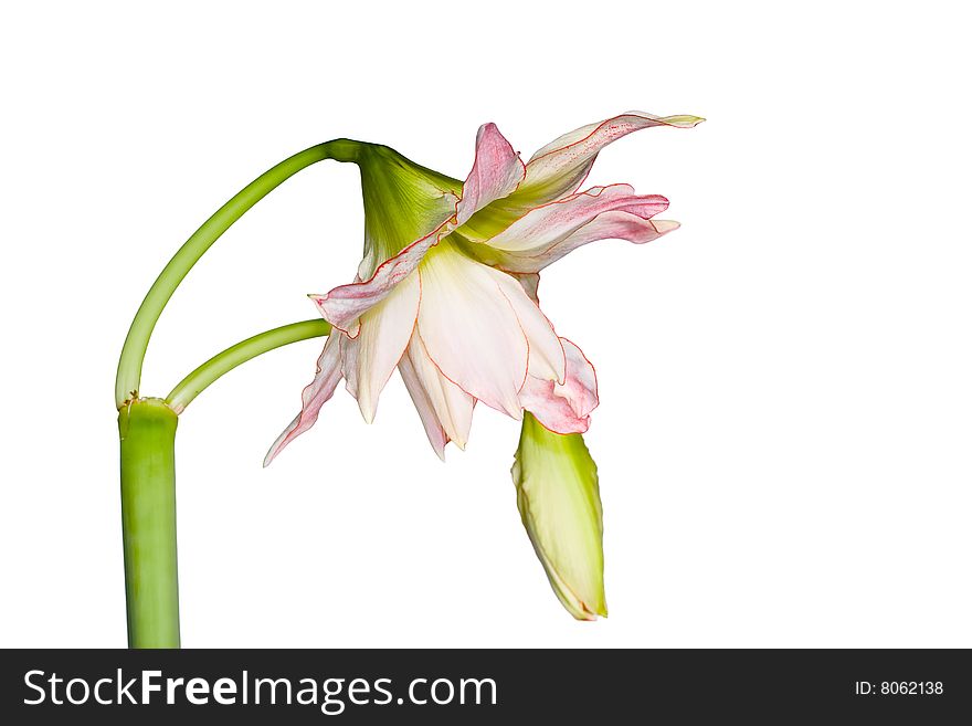 Beautiful amaryllis on a white background