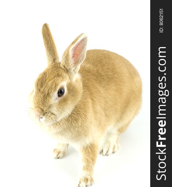 Baby of Netherland dwarf orange color. Baby of Netherland dwarf orange color