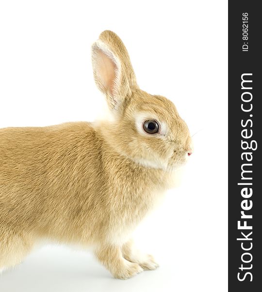 Baby of Netherland dwarf orange color. Baby of Netherland dwarf orange color