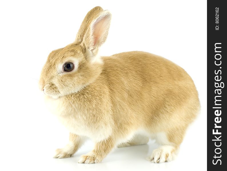 Baby of Netherland dwarf orange color. Baby of Netherland dwarf orange color