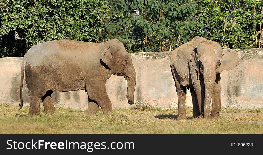 Asian Elephants