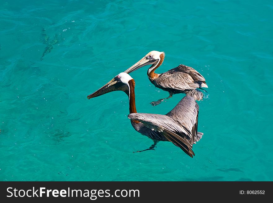 Two floating pelican in kristal clear sea