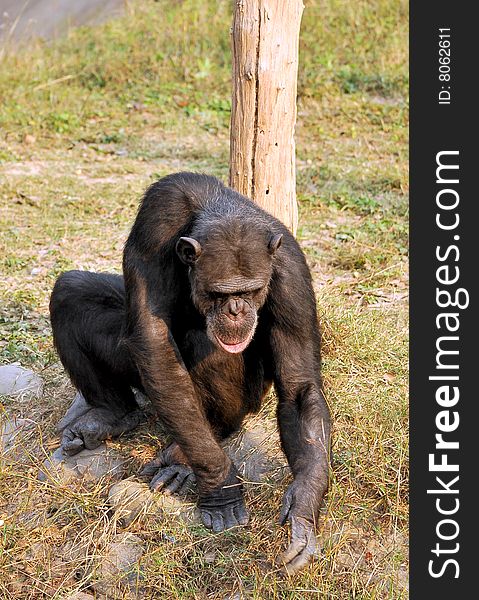 Chimpanzee looking great in green grass.