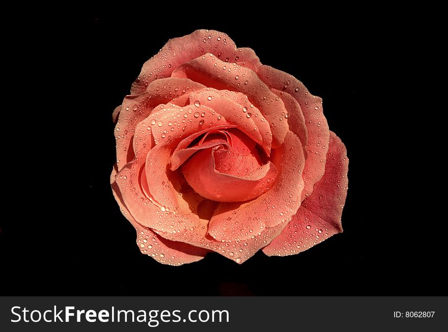 Drops on a rain on the macro image of a rose