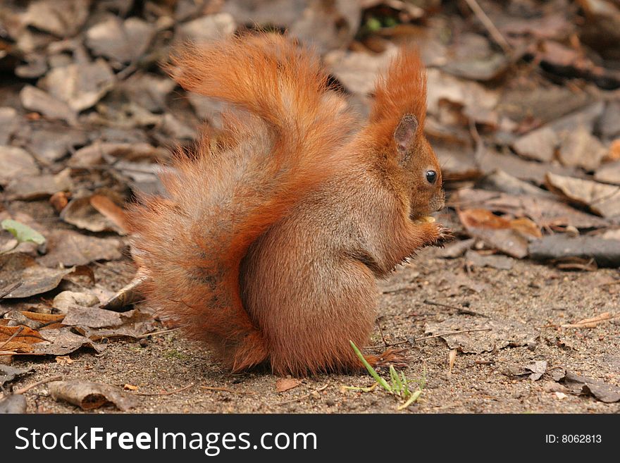 Euroasian red squirrel (Sciurus vulgaris) eating a nut while standing on the ground - winter time. Euroasian red squirrel (Sciurus vulgaris) eating a nut while standing on the ground - winter time