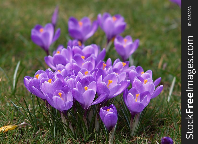 Bunch Of Violet Crocuses