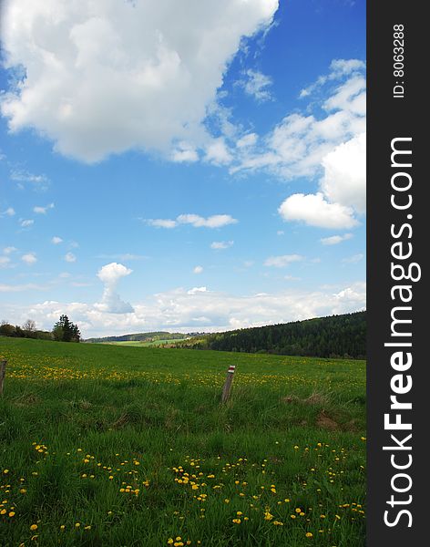 An image of a meadow with dandellions and the forest in the back part. Southern part of the Czech Republic. An image of a meadow with dandellions and the forest in the back part. Southern part of the Czech Republic.