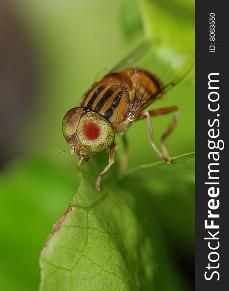 Green Spot Item Of Bud Musca