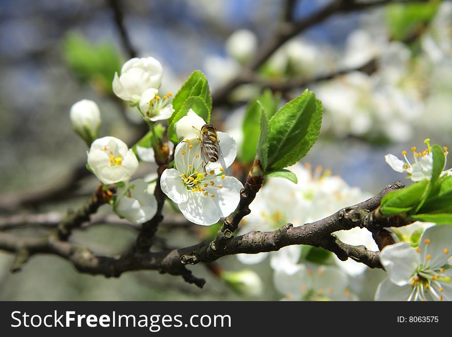 Bee on a white flower on apple tree. Bee on a white flower on apple tree