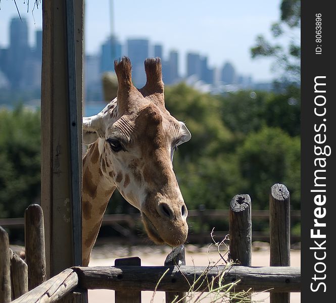 Head of a giraffe with Sydney skyline in the background. Head of a giraffe with Sydney skyline in the background