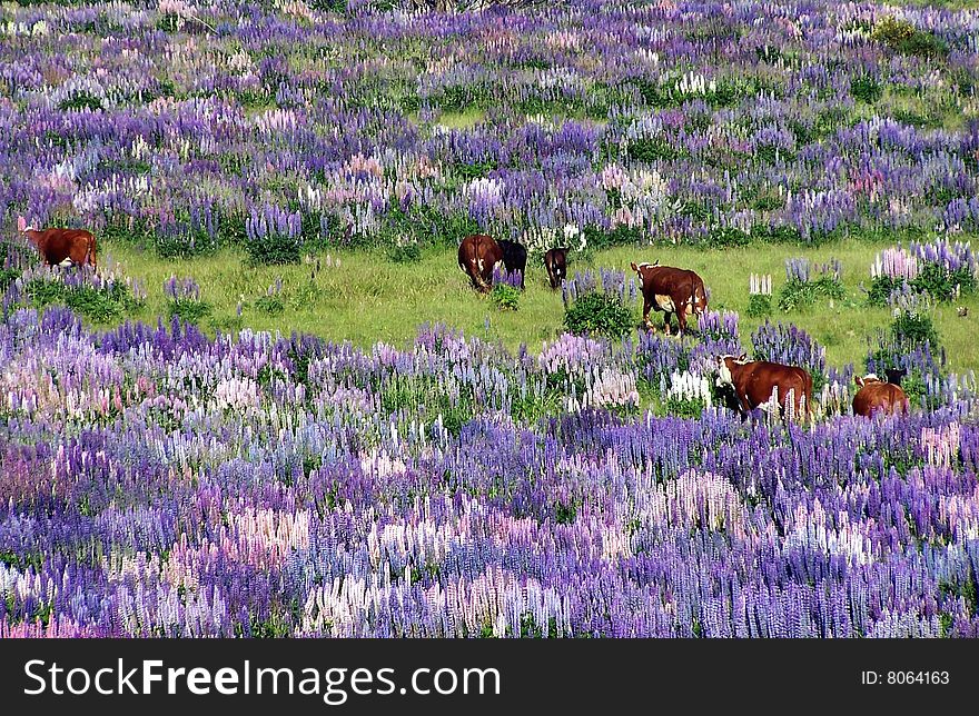 Cattle roaming through the lupin field