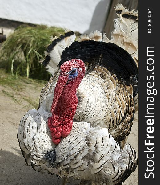 A free range turkey in farmyard.