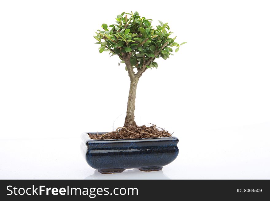 A small japanese bonsai tree in a pot isolated on white with copy space. A small japanese bonsai tree in a pot isolated on white with copy space