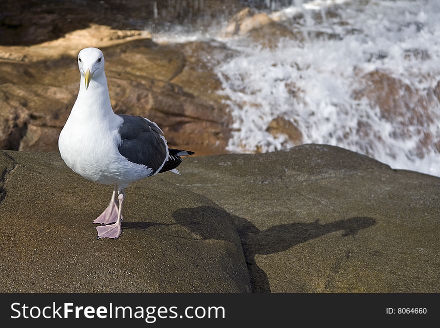 Seagull by waterfall