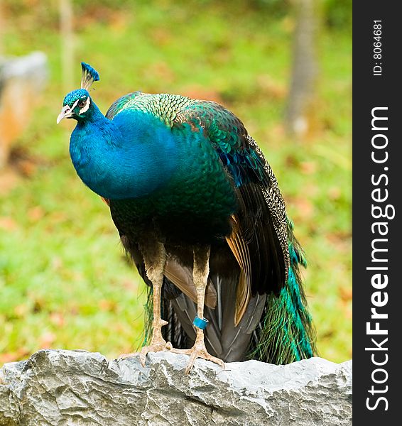 Tagged peacock perched on a boulder looking haughty and proud. Tagged peacock perched on a boulder looking haughty and proud