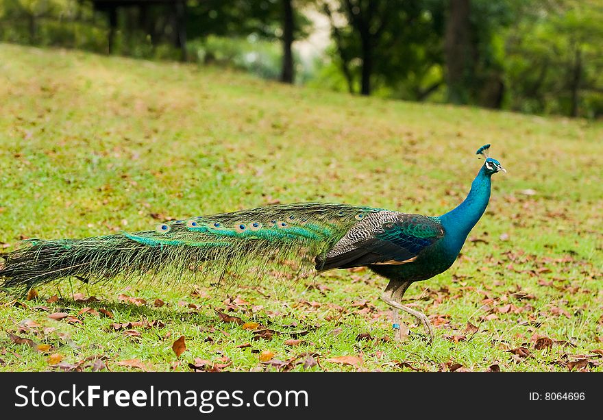 Tagged peacock strutting on the grassy slopes of an open field. Tagged peacock strutting on the grassy slopes of an open field