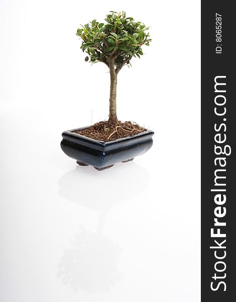 Bonsai Tree