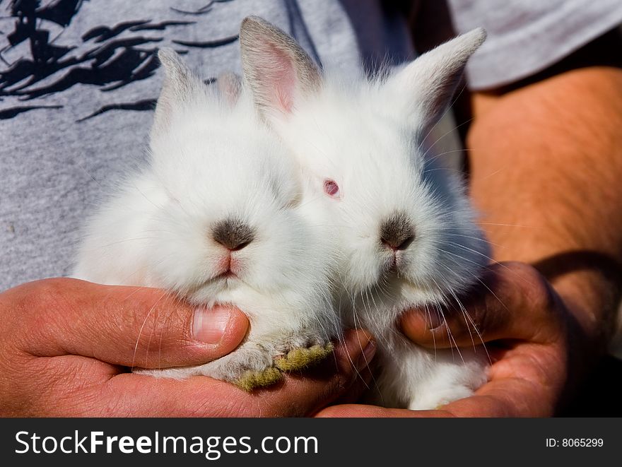 Human holding two white bunnies