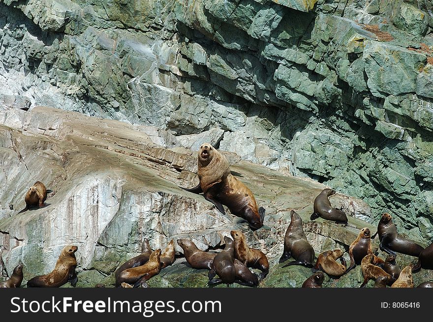 Sea lions on rocks in Alaska