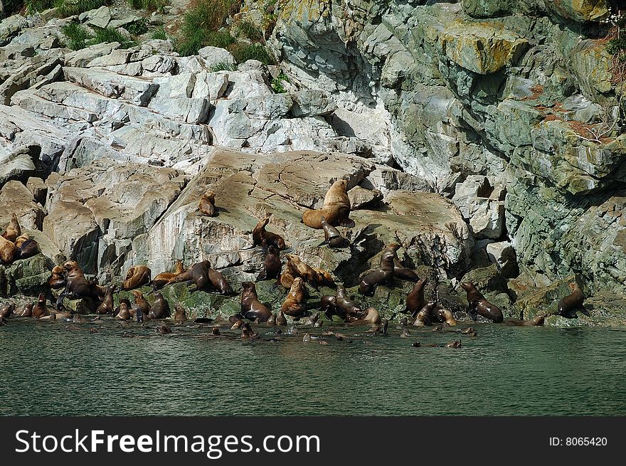 Sea lions on rocks in Alaska