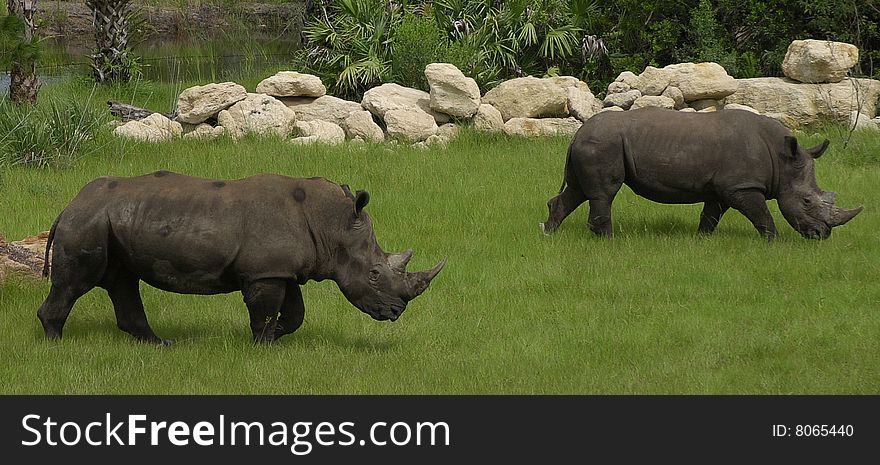 Two White Rhinoceros at the Brevard Zoo in Florida.