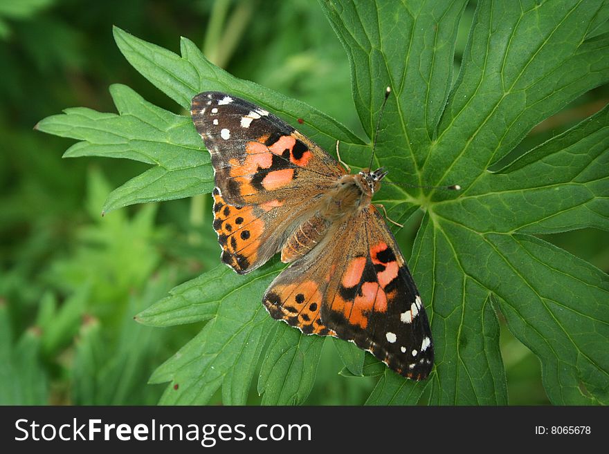 A painted lady butterfly on a leaf.