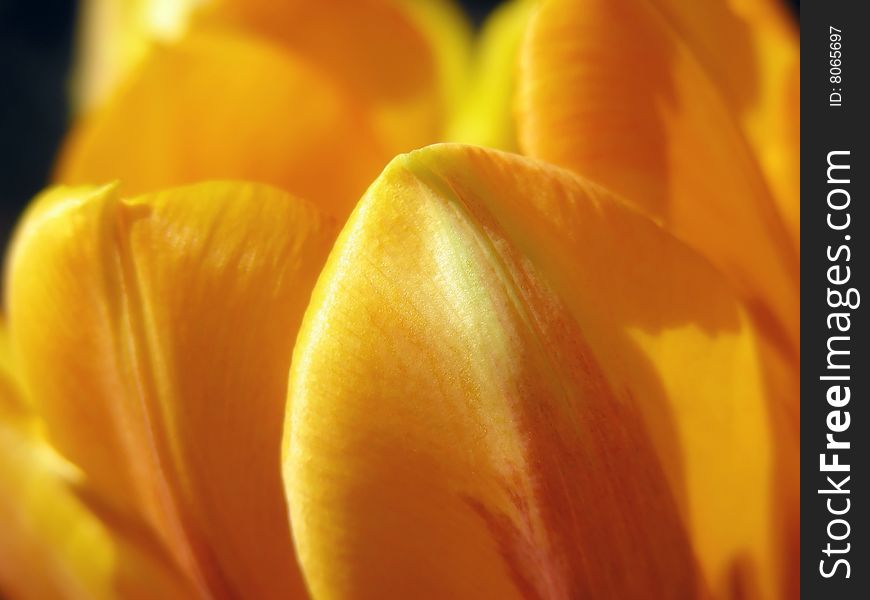 A lovely glow surrounds these yellow tulip petals.