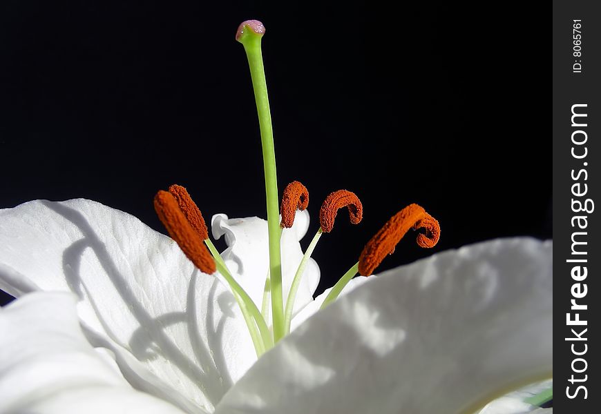 Profile view of a beautiful white stargazer lily.