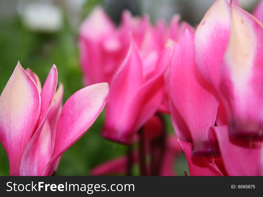 One of the first pictures taken with my new Cannon. Pink flowers in a pot outside my work.