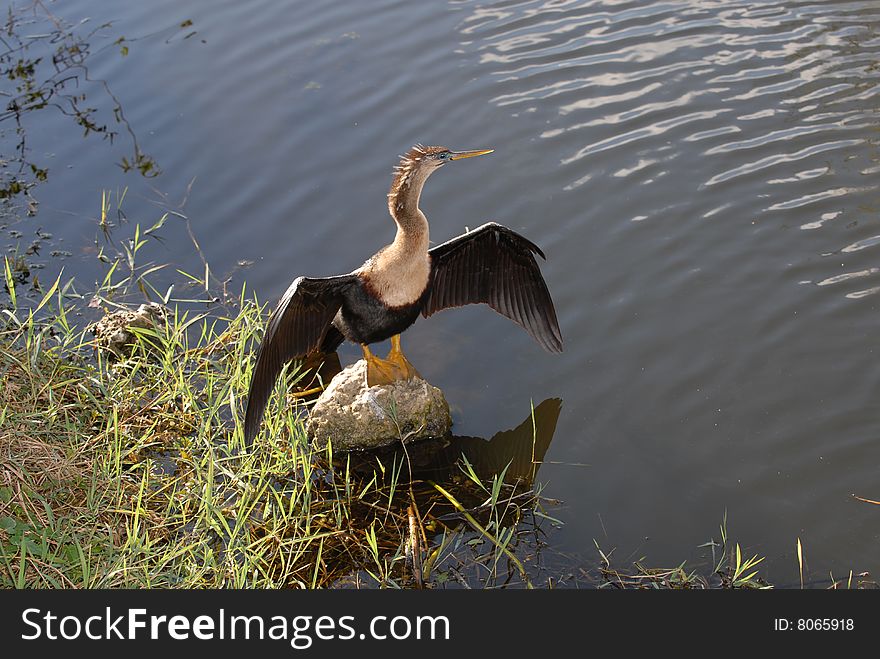 Anhinga Trail