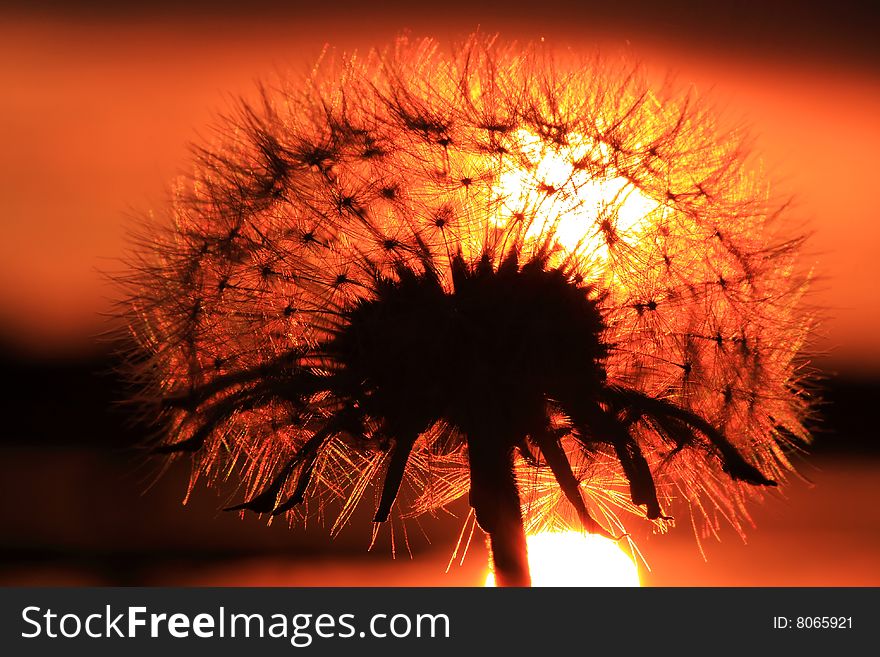 Dandelion silhouette set against a warm and gentle setting sun, very athmospheric image. Dandelion silhouette set against a warm and gentle setting sun, very athmospheric image