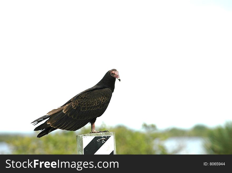 A black vulture sitting on a post with a purposely blown out white background. A black vulture sitting on a post with a purposely blown out white background.