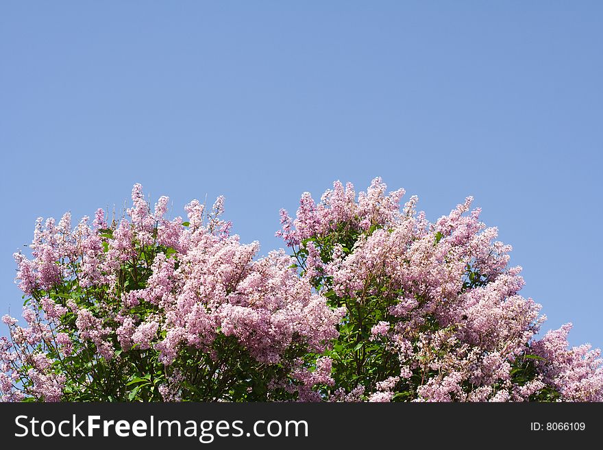 Magnificent Lilac tree on blue sky